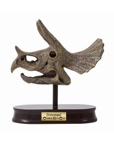 Muzeum Czaszek Dinozaura TRICERATOPS Buki France